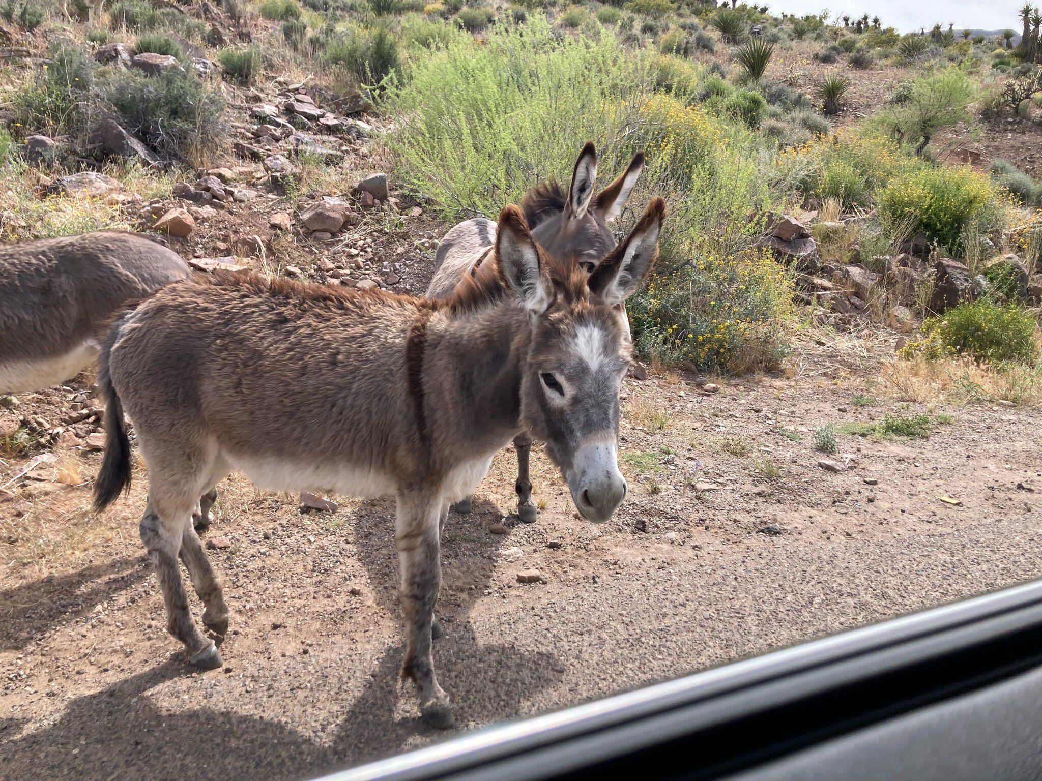 The WJOL crew gets up close with Oatman's famous burros.