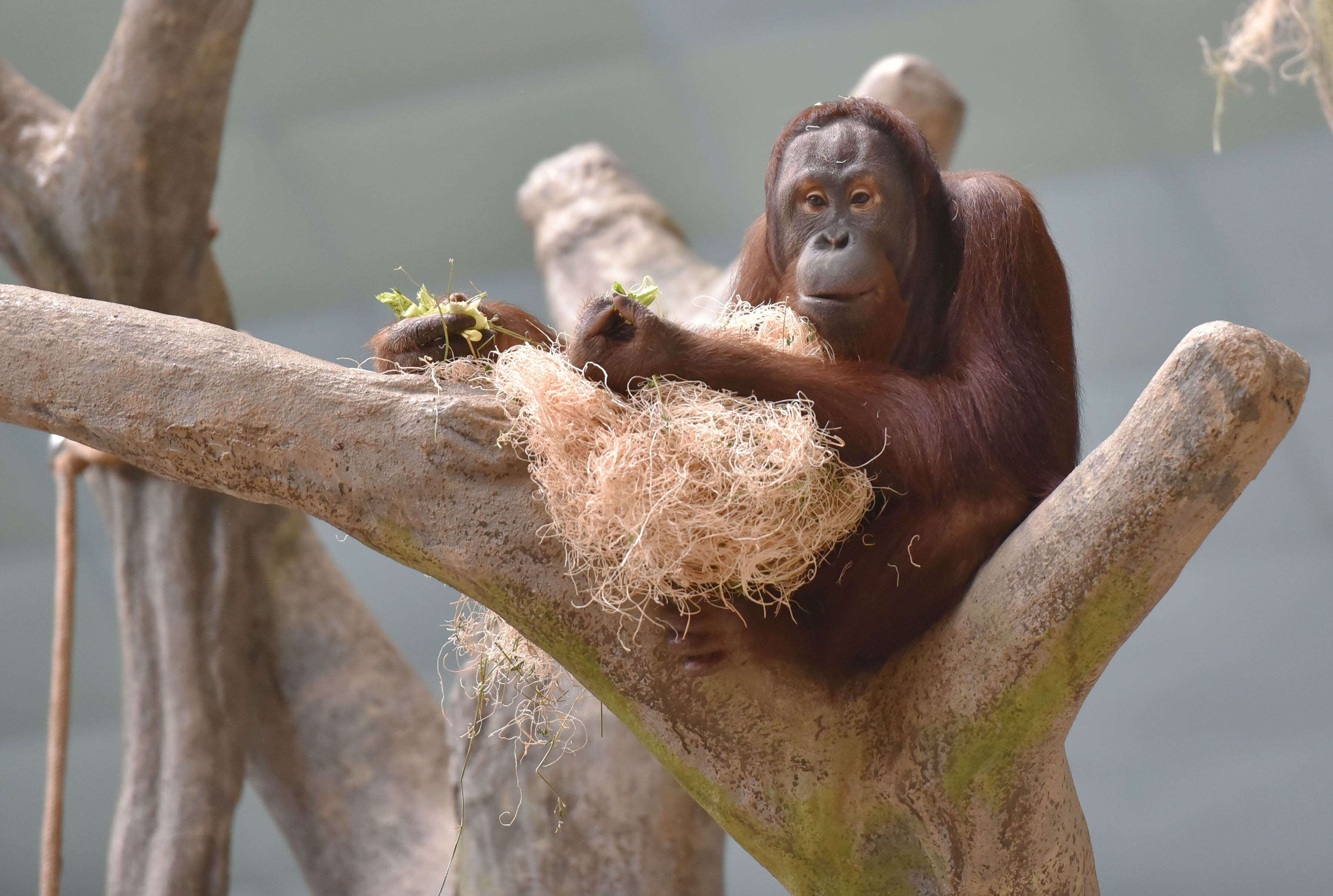 A new primate habitat is being built at the Brookfield Zoo. Gorillas, orangutans and other monkeys will have a new 2-acre, indoor/outdoor living space.