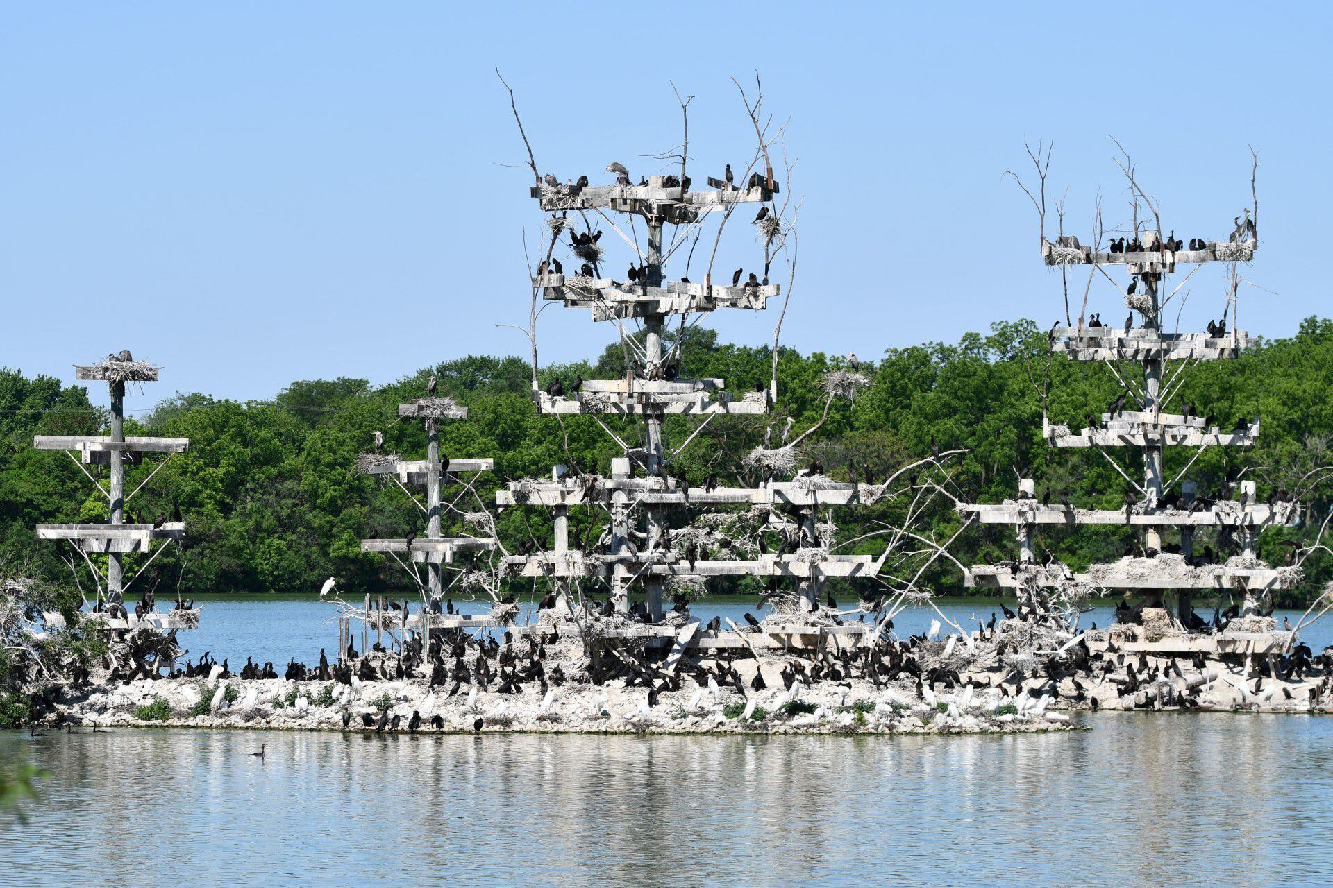 View nesting birds during a Lake Renwick Migratory Bird Viewing program on Saturday, July 8, 2023 at the Forest Preserve District of Will County’s Lake Renwick Heron Rookery Nature Preserve in Plainfield.